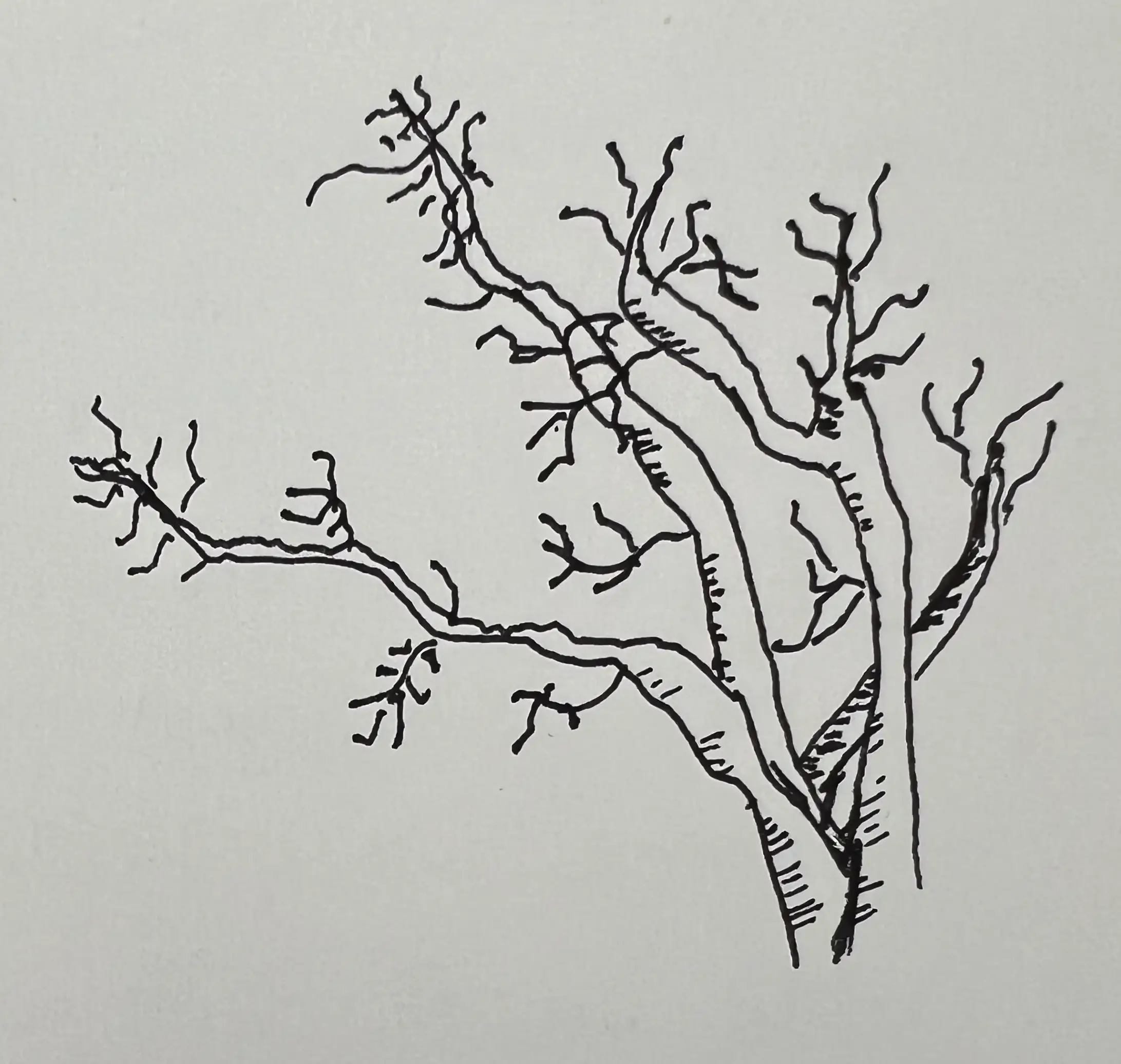 drawing of the tree outside my window